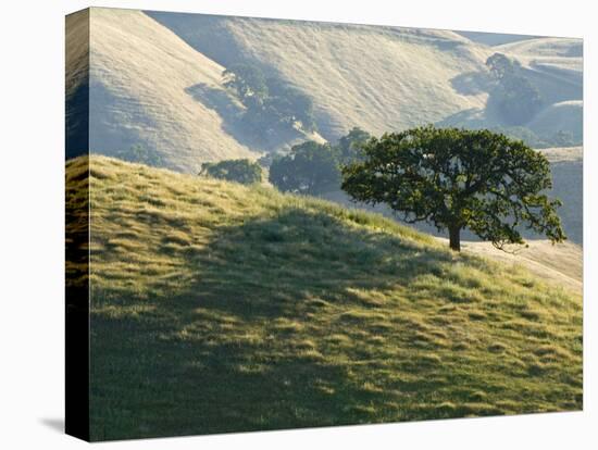 Mt. Diablo State Park, California, Usa-Paul Colangelo-Premier Image Canvas