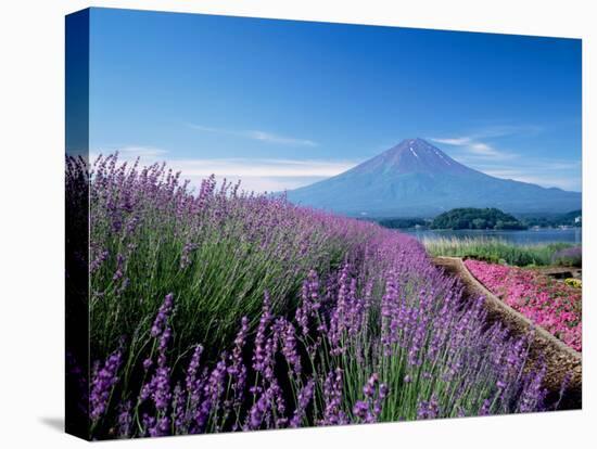 Mt. Fuji and a Lavender Bush-null-Premier Image Canvas