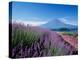 Mt. Fuji and a Lavender Bush-null-Premier Image Canvas