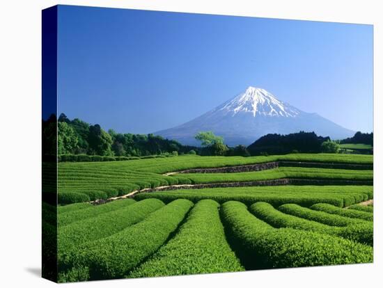 Mt. Fuji and Tea Garden, Fuji City, Shizuoka, Japan-null-Premier Image Canvas