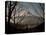 Mt. Fuji Beyond Trees-null-Premier Image Canvas