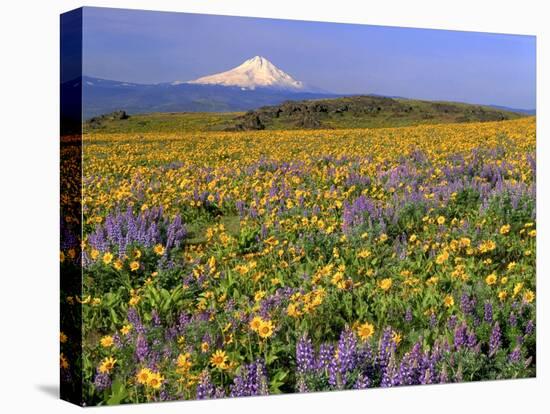 Mt. Hood with Wildflowers-Steve Terrill-Premier Image Canvas