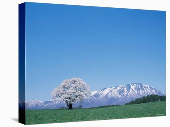Mt. Iwate and a Cherry Tree-null-Premier Image Canvas