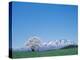 Mt. Iwate and a Cherry Tree-null-Premier Image Canvas