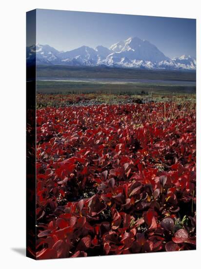 Mt. McKinley and Autumn Foliage, Denali National Park, Alaska, USA-Hugh Rose-Premier Image Canvas