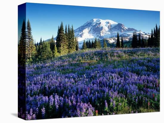 Mt. Rainier from Mazama Ridge, Mount Rainier National Park, Washington, USA-Jamie & Judy Wild-Premier Image Canvas