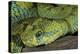 Mt Rungwe Bush Viper-null-Premier Image Canvas