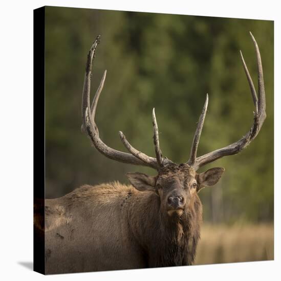 Mud Covered Antlers , Rut, Cervus Elaphus, Madison River, Yellowstone National Park, Wyoming-Maresa Pryor-Premier Image Canvas