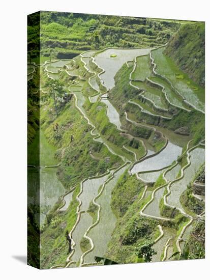 Mud-Walled Rice Terraces of Ifugao Culture, Banaue, UNESCO World Heritage Site, Luzon, Philippines-null-Premier Image Canvas