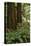 Muir Woods, Marin Headlands, California-Anna Miller-Premier Image Canvas
