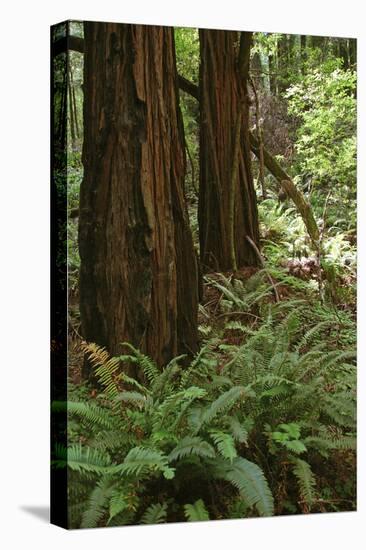 Muir Woods, Marin Headlands, California-Anna Miller-Premier Image Canvas