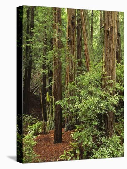 Muir Woods National Monument, Redwood Forest, California, Usa-Gerry Reynolds-Premier Image Canvas