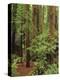 Muir Woods National Monument, Redwood Forest, California, Usa-Gerry Reynolds-Premier Image Canvas