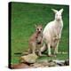 Mulali, Right, a Two-Year-Old Albino Grey Kangeroo Stands Next to Her Joey-null-Premier Image Canvas