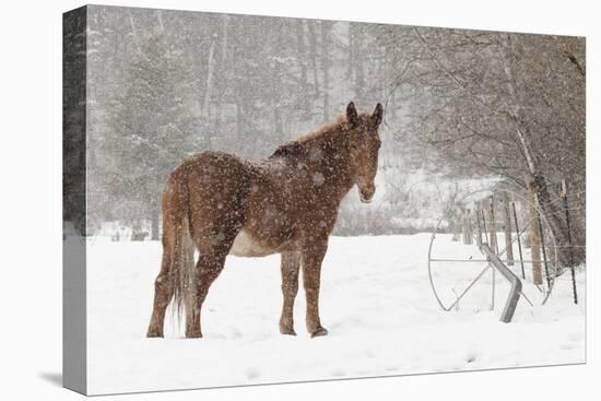 Mule and falling snow, Kalispell, Montana-Adam Jones-Premier Image Canvas