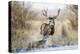 Mule Deer Buck and Doe Bedded-Larry Ditto-Premier Image Canvas