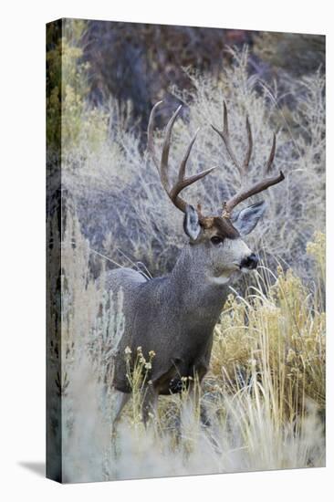 Mule deer buck, emerging from cover-Ken Archer-Premier Image Canvas