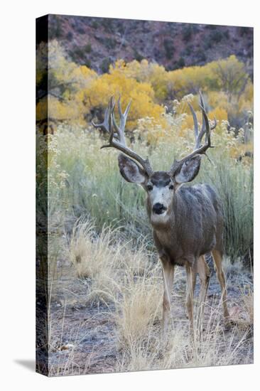 Mule deer buck, high desert autumn-Ken Archer-Premier Image Canvas