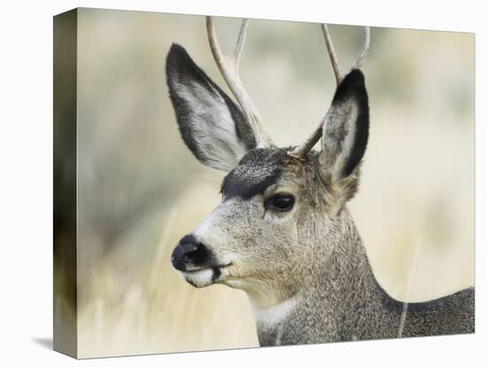 Mule Deer, Buck, Idaho, Usa-Gerry Reynolds-Premier Image Canvas