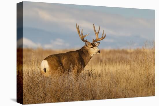 Mule Deer Buck in Winter Grassland Cover-Larry Ditto-Premier Image Canvas