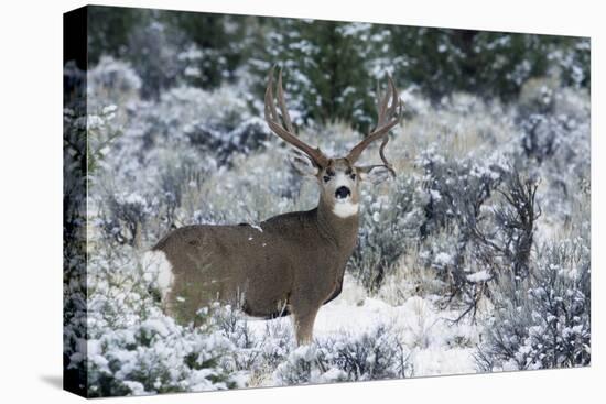 Mule Deer Buck, Late Autumn Snow-Ken Archer-Premier Image Canvas