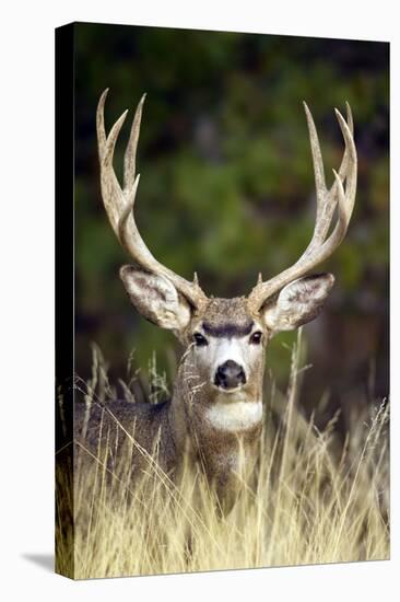 Mule Deer Buck-null-Premier Image Canvas