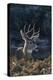 Mule Deer Buck-DLILLC-Premier Image Canvas