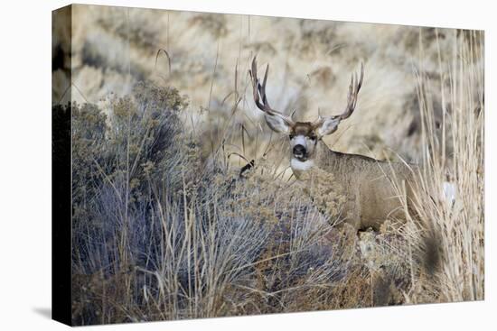Mule Deer Buck-Ken Archer-Premier Image Canvas