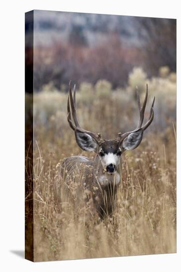 Mule Deer Buck-Ken Archer-Premier Image Canvas