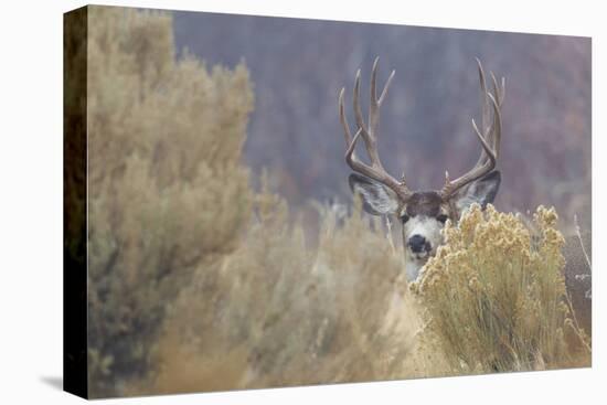 Mule Deer Buck-Ken Archer-Premier Image Canvas