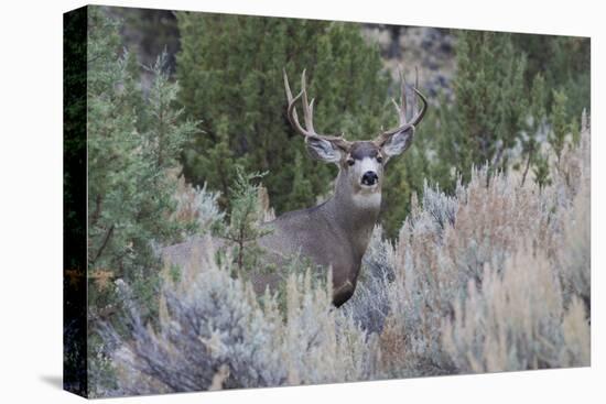 Mule deer buck-Ken Archer-Premier Image Canvas