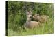 Mule Deer Doe with Fawn-Ken Archer-Premier Image Canvas