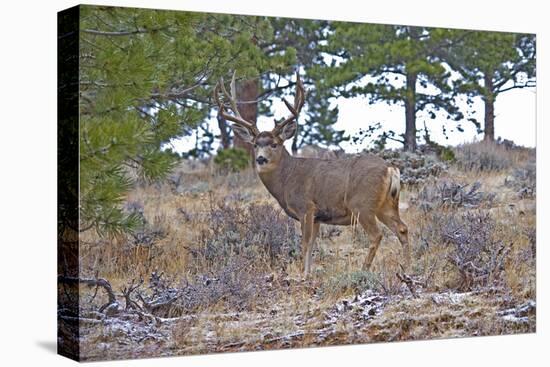 Mule Deer in Estes Park, Colorado, USA-Michael Scheufler-Premier Image Canvas