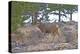 Mule Deer in Estes Park, Colorado, USA-Michael Scheufler-Premier Image Canvas