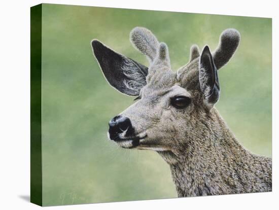 Mule Deer in Velvet-Jeff Tift-Premier Image Canvas