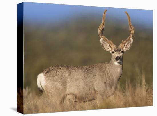 Mule Deer male in dry grass, North America-Tim Fitzharris-Stretched Canvas