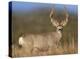 Mule Deer male in dry grass, North America-Tim Fitzharris-Stretched Canvas