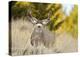 Mule Deer, Montana-Jason Savage-Stretched Canvas