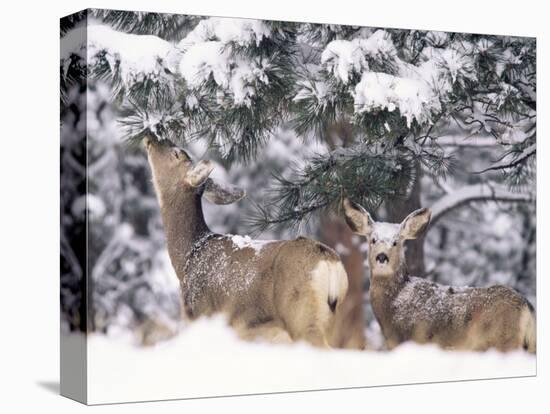 Mule Deer Mother and Fawn in Snow, Boulder, Colorado, United States of America, North America-James Gritz-Premier Image Canvas