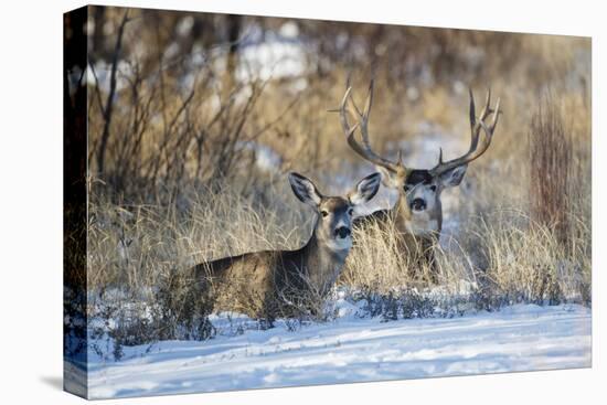 Mule Deer (Odocoileus hemionus) buck and doe bedded-Larry Ditto-Premier Image Canvas