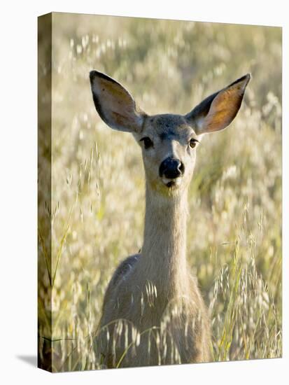 Mule Deer, Odocoileus Hemionus, Ucsc Campus Natural Reserve, Santa Cruz, California, Usa-Paul Colangelo-Premier Image Canvas