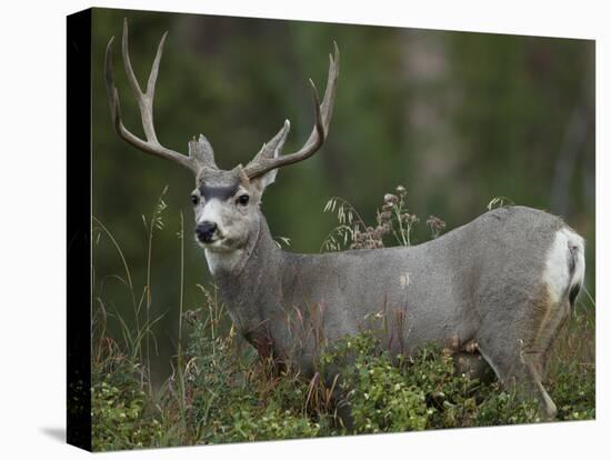 Mule Deer, Yellowstone National Park, Wyoming, USA-Joe & Mary Ann McDonald-Premier Image Canvas