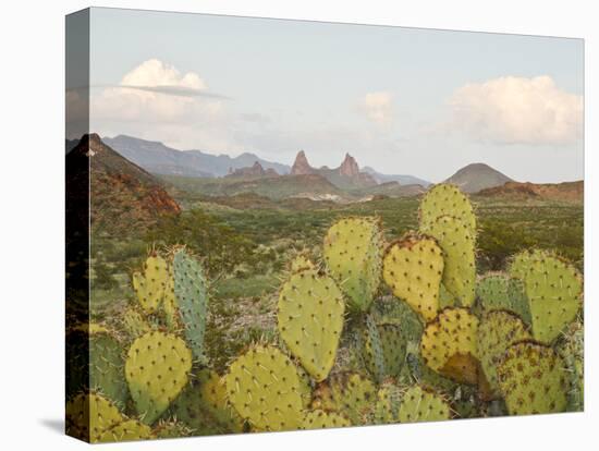 Mule Ears and Prickly Pear Cactus, Chisos Mountains, Big Bend National Park, Brewster Co., Texas, U-Larry Ditto-Premier Image Canvas