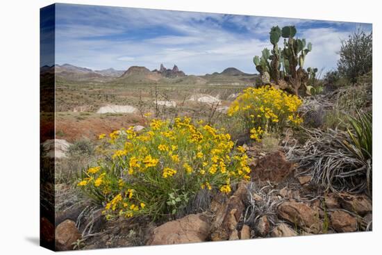 Mule Ears Formation and Wildflowers in Big Bend National Park-Larry Ditto-Premier Image Canvas