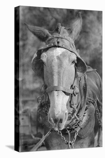 Mule in Hale County, Alabama, c.1936-Walker Evans-Premier Image Canvas