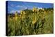 Mule's ear (Wyethia arizonica) in Rocky Mountains.-Larry Ditto-Premier Image Canvas