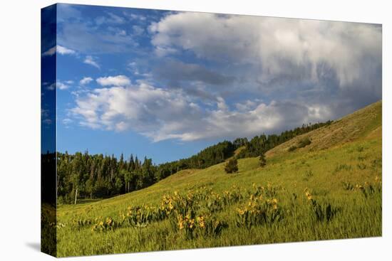 Mule's ear (Wyethia arizonica) in Rocky Mountains.-Larry Ditto-Premier Image Canvas