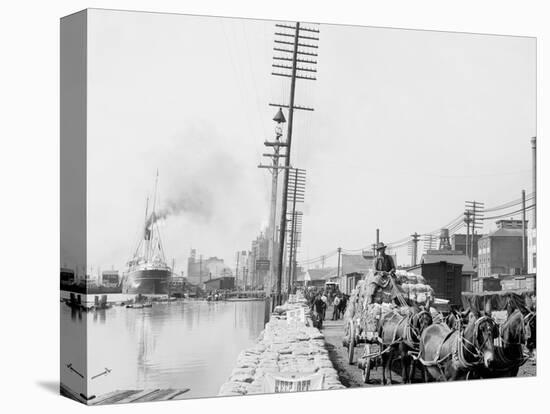 Mule Teams on the Levee, New Orleans, La.-null-Stretched Canvas