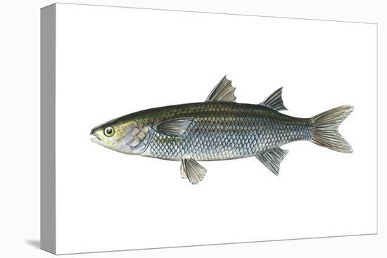 Mullet (Mugil Cephalus), Fishes-Encyclopaedia Britannica-Stretched Canvas