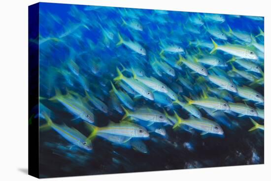 Mulloidichthys martinicus, Yellow goatfish. Florida, USA-Stuart Westmorland-Premier Image Canvas